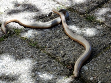 Blindschleiche