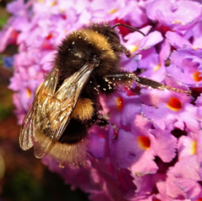 Hummeln2.docx - LibreOffice Writer