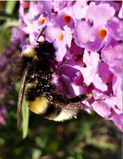 HummelnEiablage.docx - LibreOffice Writer