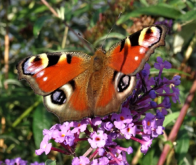 Schmetterlinge und Nahrung1